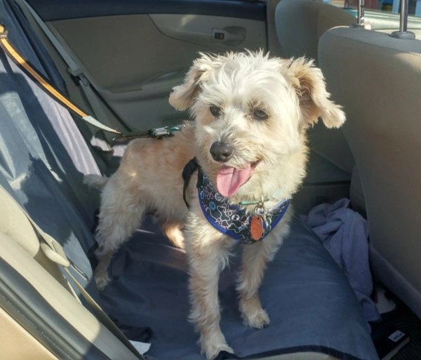 A Doggy Day Trip To Grand Falls NB