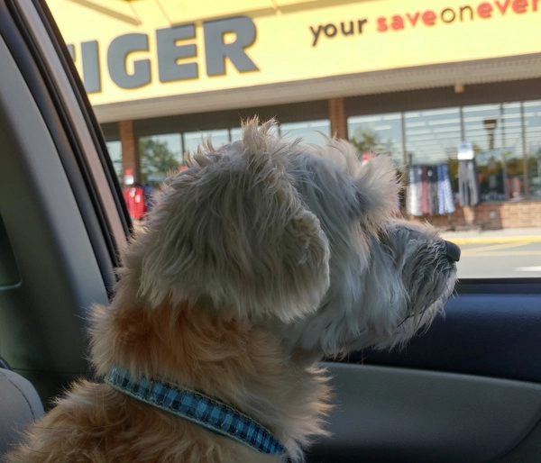 A Doggy Day Trip To Grand Falls NB