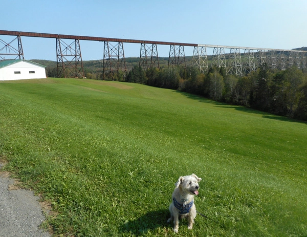 A Doggy Day Trip To Grand Falls NB