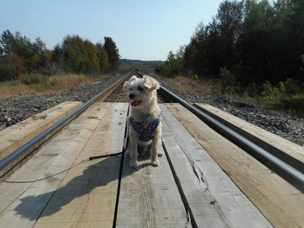 A Doggy Day Trip To Grand Falls NB