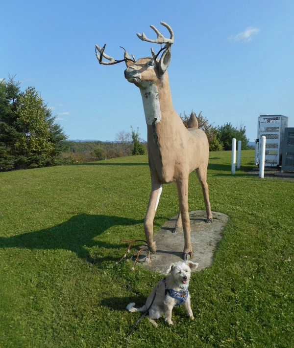 A Doggy Day Trip To Grand Falls NB