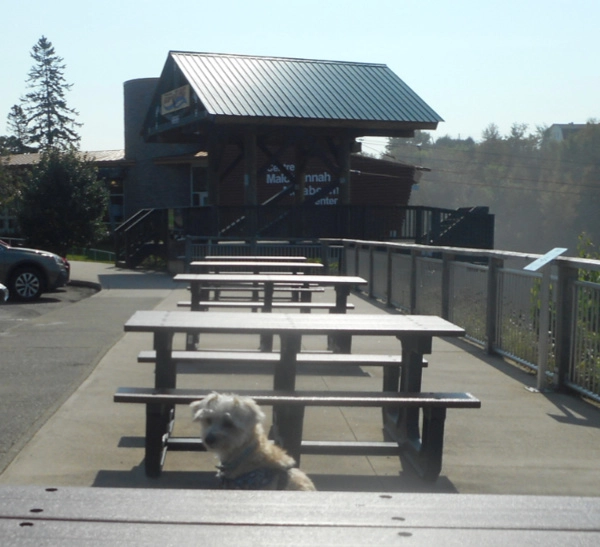 A Doggy Day Trip To Grand Falls NB
