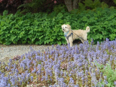 Dog-Friendly Travel Spots In New Brunswick