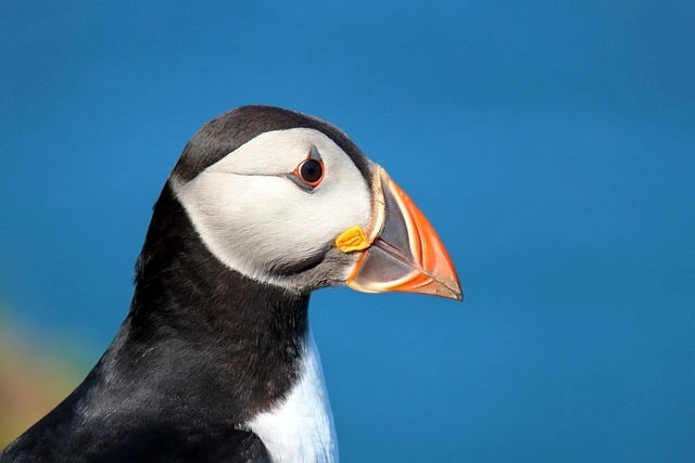 The Best Places to See Atlantic Puffins in Canada